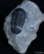 Small Gerastos Trilobite From Morocco #2090-2